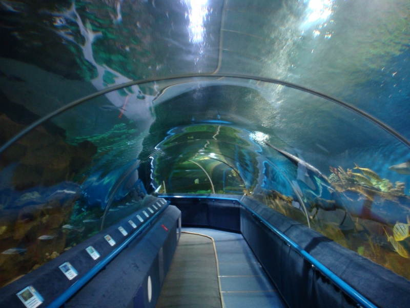 Фото океанариум в санкт петербурге фото